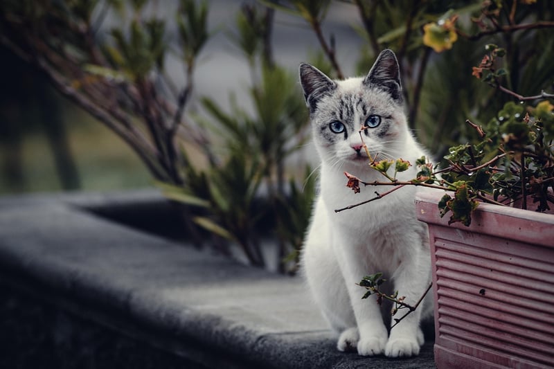 Outdoor Plants