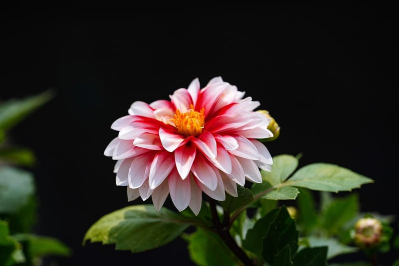 Garden Pruning