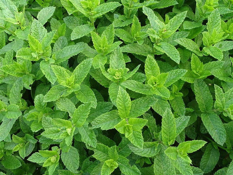 Mint plant