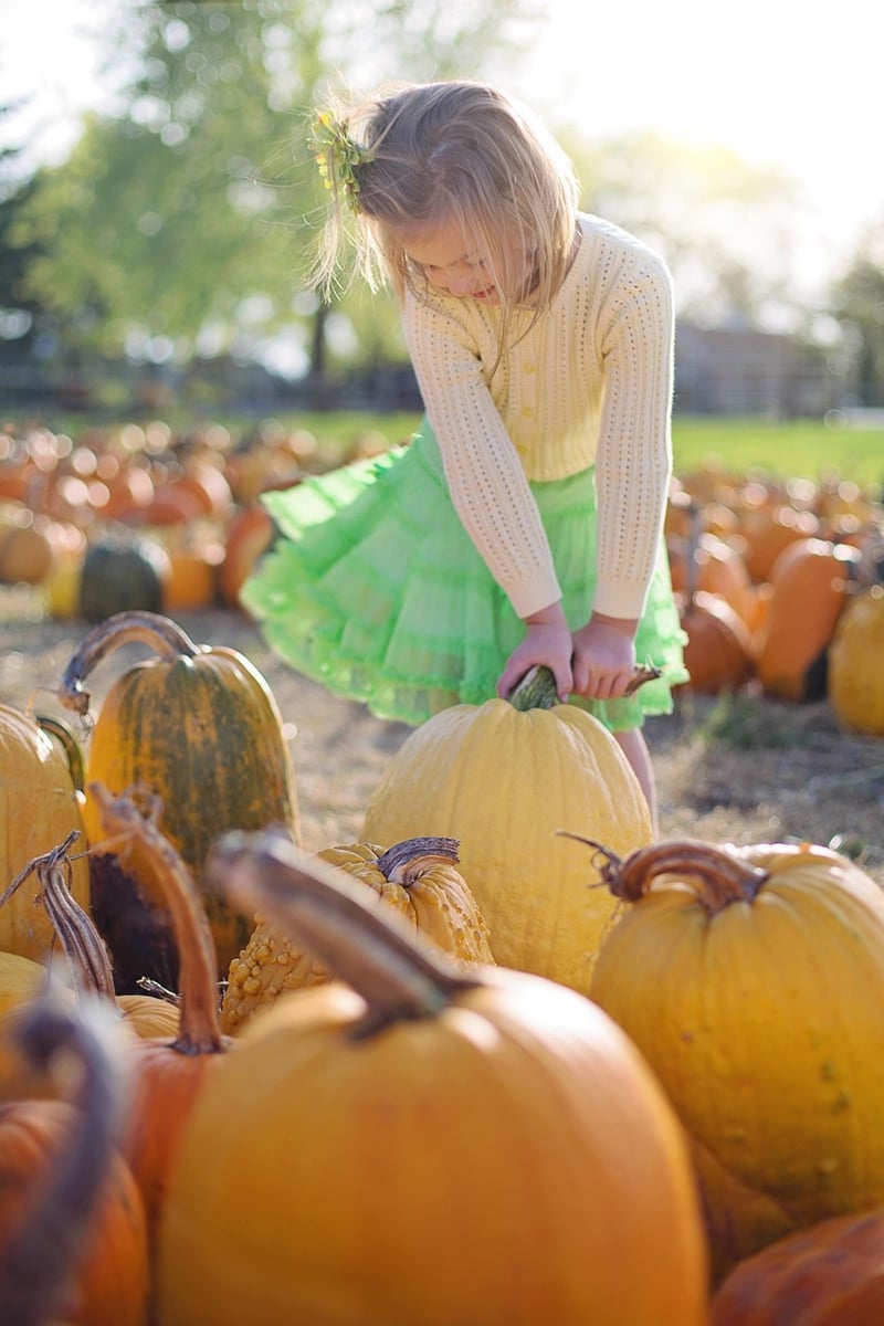 Autumn Pumpkins